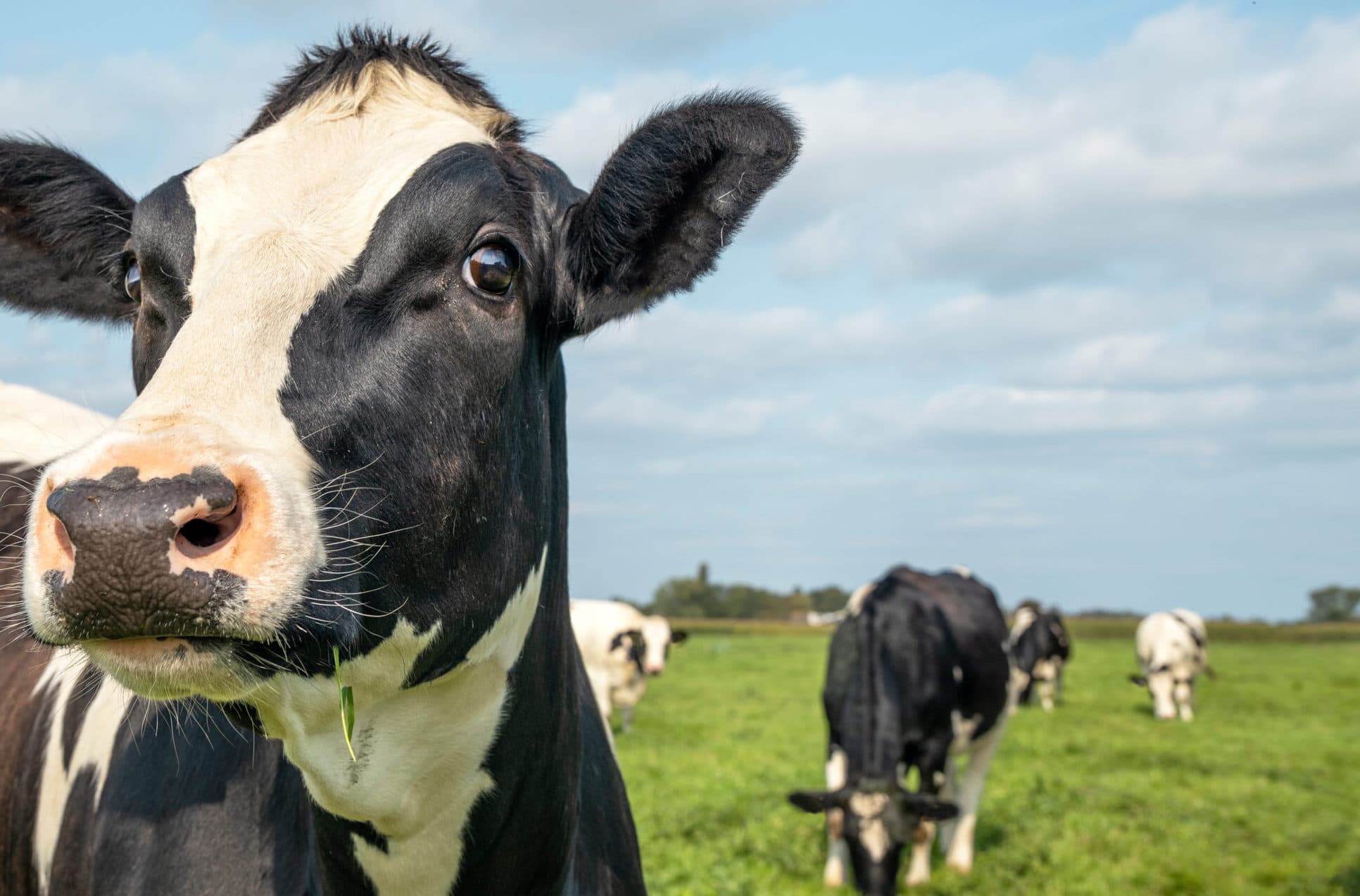 Mature,Cow,,Black,And,White,Curious,Gentle,Surprised,Look,,In