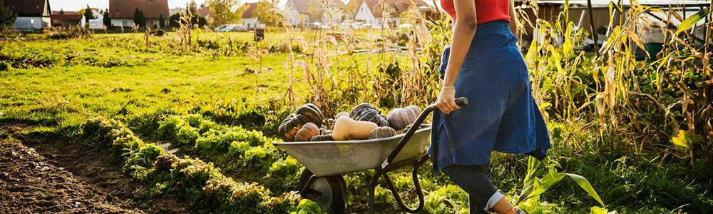 urban-farmer-transporting-freshly-harvested-pumpkins-in-wheelbarrow