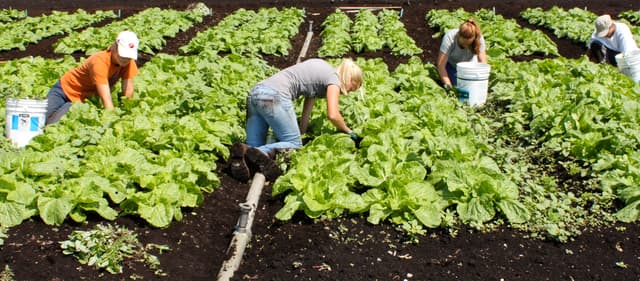 Organic Farm Business Management